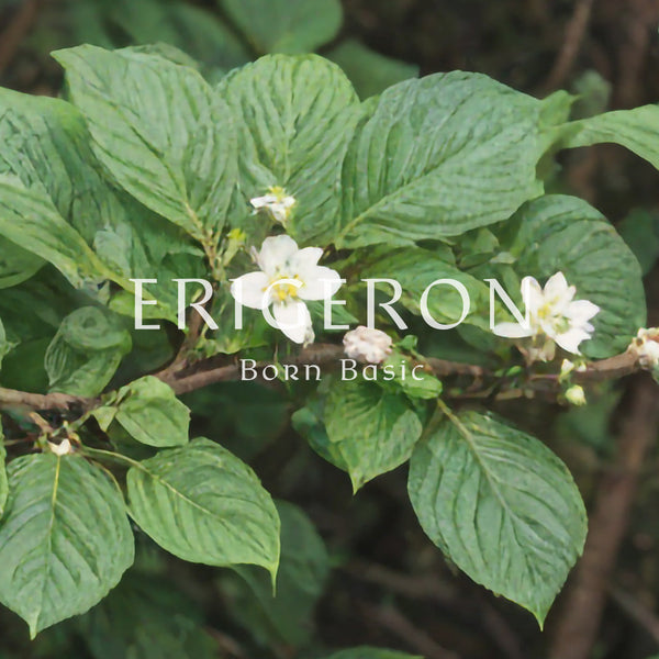 Why 'Erigeron'?